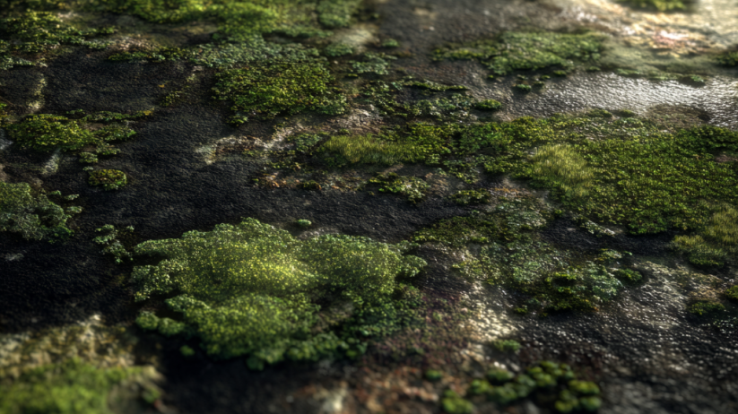 Algae, Moss, and Mold Growth